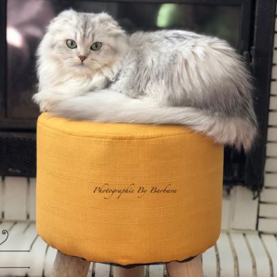 Night Fall Of british Archanges