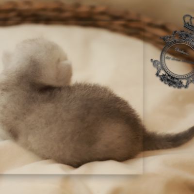 S........ Of British Archanges