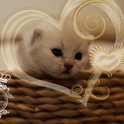 S........ Of British Archanges