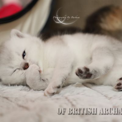 S........ Of British Archanges