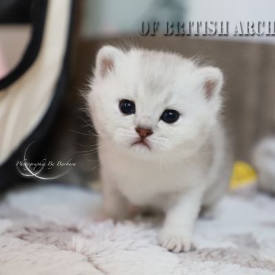 Sharly Of British Archanges