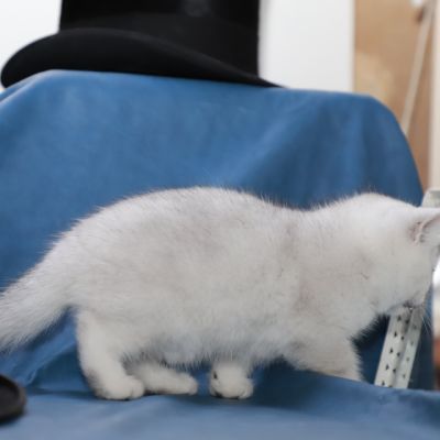 Sharly Of British Archanges