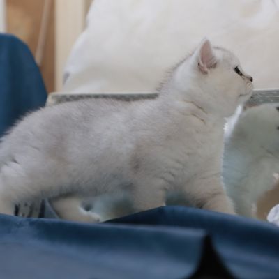 Sharly Of British Archanges