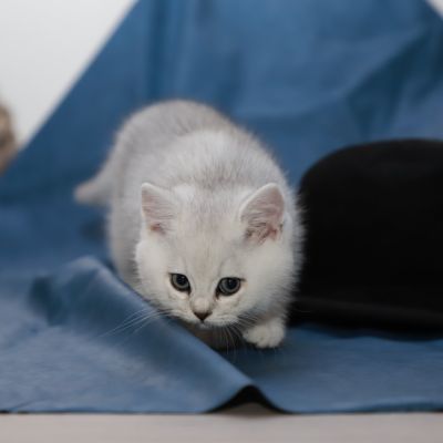 Sharly Of British Archanges