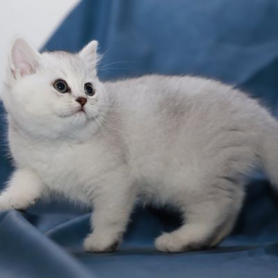 Sharly Of British Archanges